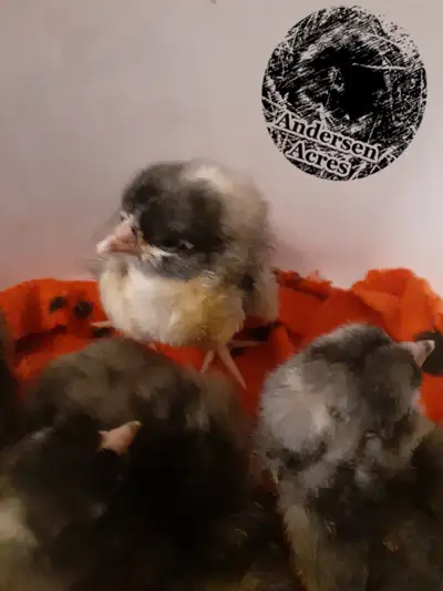 Plymouth Barred Rock Chicks, Straight Run, Unsexed