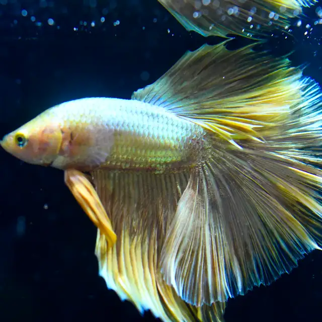 Betta Fish with Bold Color & Clean Lines in Fish for Rehoming in Moncton - Image 5