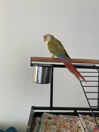 oiseaux super gentil, View more