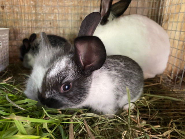 mini bunny in Small Animals for Rehoming in Stratford