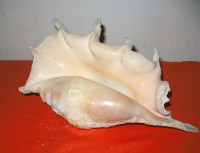 Genuine Conch Nautical Sea Shell Large 12 Inch
