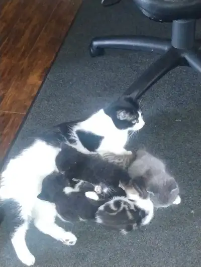 7 week old kittens