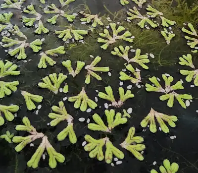 Purple fridged riccia (rare), View more
