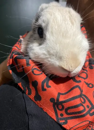 Free Male Unfixed Rabbit for Rehoming, View more