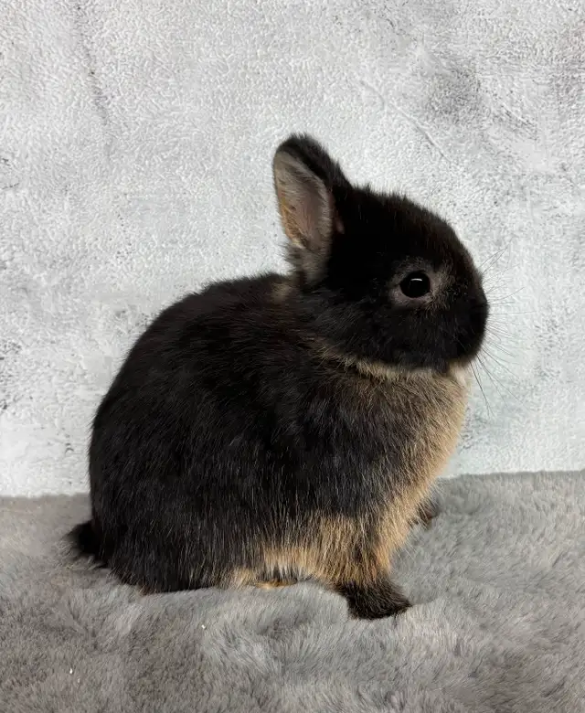 Very cute Netherland Dwarfs rabbits ready to hop in Small Animals for Rehoming in Mississauga / Peel Region - Image 4