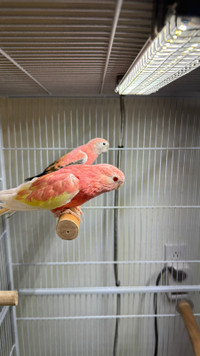Rosy/Rubino bourke parakeet pair