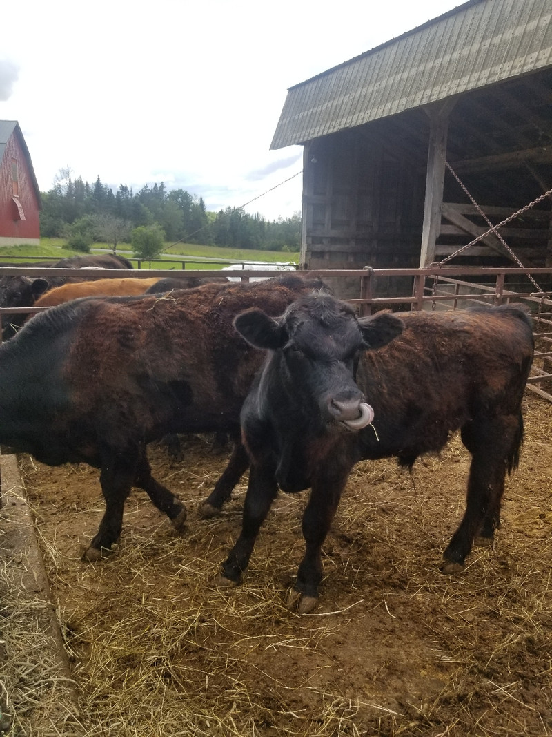Herd of cattle for sale Livestock Fredericton Kijiji