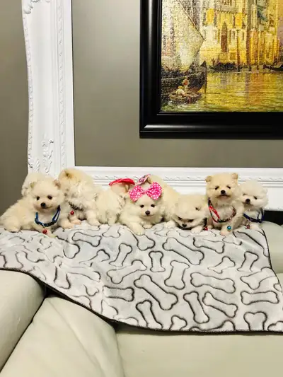 Cute Pomeranian puppies, View more