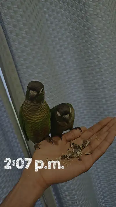 green cheeck conures, View more
