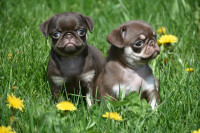Chocolate Pug Puppies