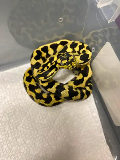 50% German bloodline jungle carpet python Female ( Morelia Spilota cheynei ) produced by me in 2024....