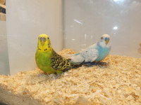Rescue Budgie Pairs