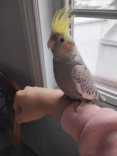 cockatiel, View more
