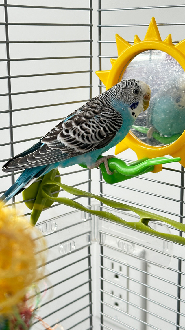 Budgie bird in Birds for Rehoming in Ottawa