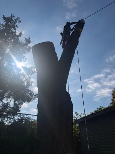 TREE REMOVAL TREE CUTTING, View more