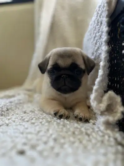CKC Registered Pug Puppy GIRL, View more