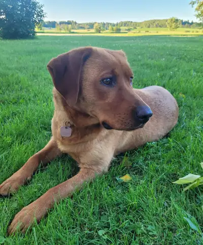 AKC Registered Red Fox Lab, View more