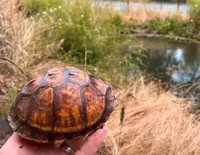 Box Turtle Rescue