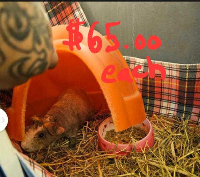 Pure Skinny Pigs For Sale Cheap Price in Animal & Pet Services in Dartmouth - Image 2