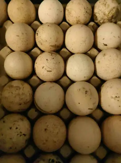  Hatching Turkey & Pheasant eggs 