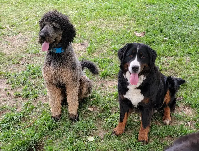 F1  tri colour hypoallergenic Bernedoodle in Dogs & Puppies for Rehoming in Calgary - Image 10