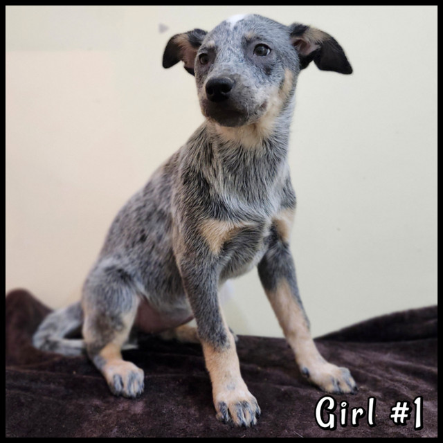 Blue Heeler Puppies in Dogs & Puppies for Rehoming in Winnipeg - Image 4