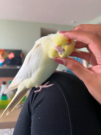 Cockatiels for rehoming