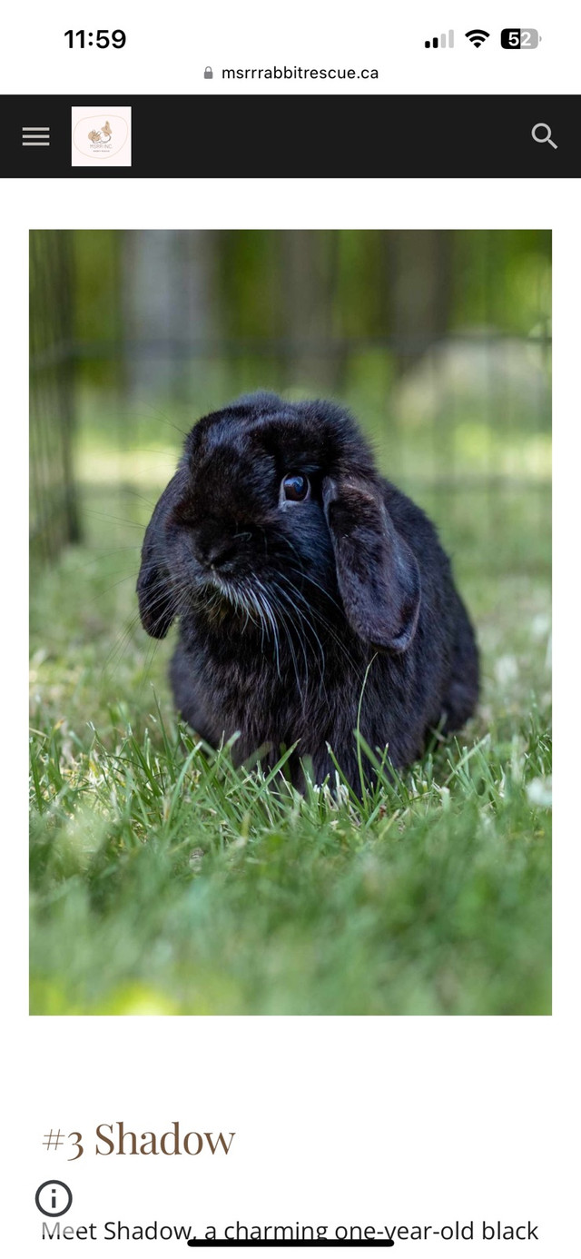 LF: Neutered Male Black Holland Lop  in Small Animals for Rehoming in Peterborough