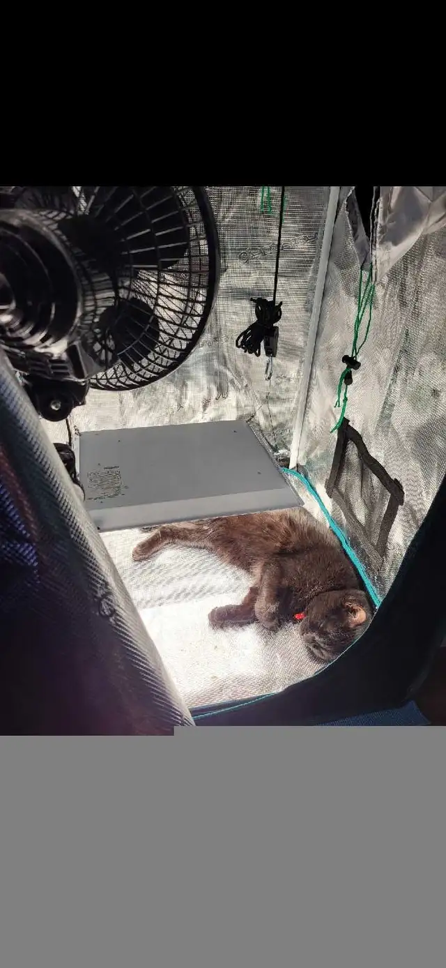 Lampe pour plantes LED Mars Hydro TS-600 avec kit d'attaches in Indoor Lighting & Fans in Thetford Mines - Image 6