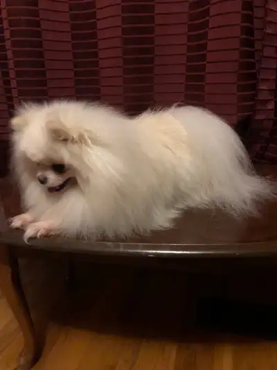 Male Pomeranian , View more