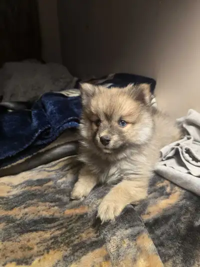 For more info please call 403-990-5144 Posting for roommate. Sable Female fox face Minaturized pomsk...