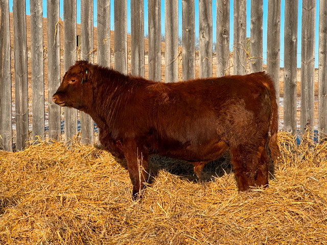 Registered Red Angus Bulls For Sale in Livestock in Lloydminster - Image 4