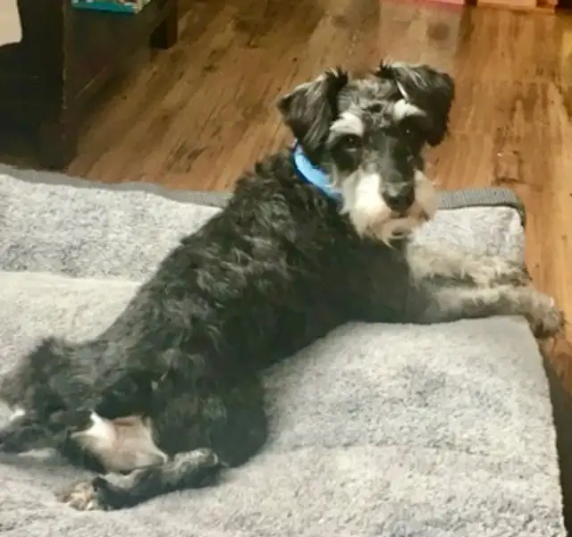 Mini Schnauzer Puppy in Dogs & Puppies for Rehoming in Kitchener / Waterloo - Image 9