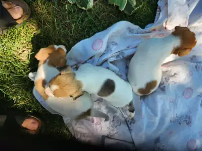 2 CUTE FEMALE PUPPIES FOR SALE, View more