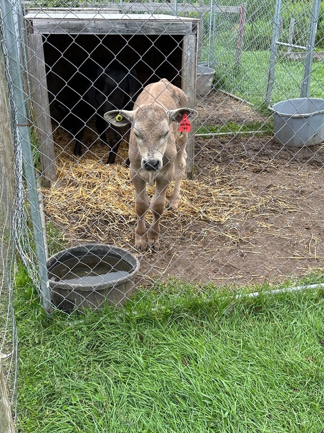 Charolais bottle calf for sale Livestock Oakville / Halton Region