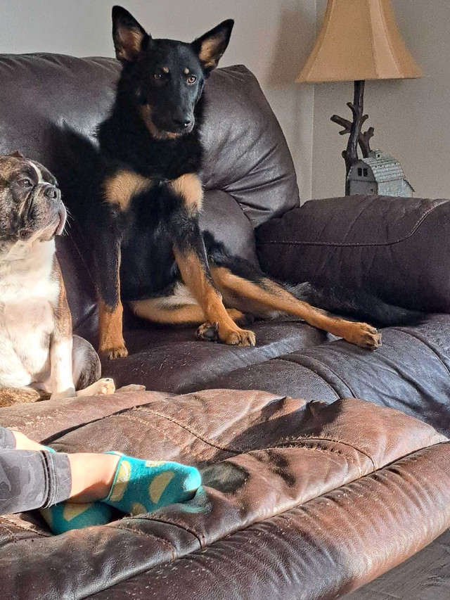 German shepard in Other Pets for Rehoming in Pembroke