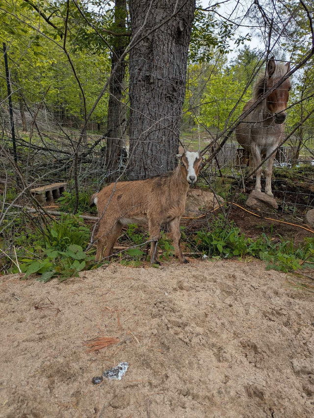 Nigerian Dwarf doelings and cross goat doelings in Livestock in Muskoka - Image 3