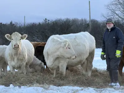 Cattle forsale January 6 th at Hoards Station Sales Barn, View more