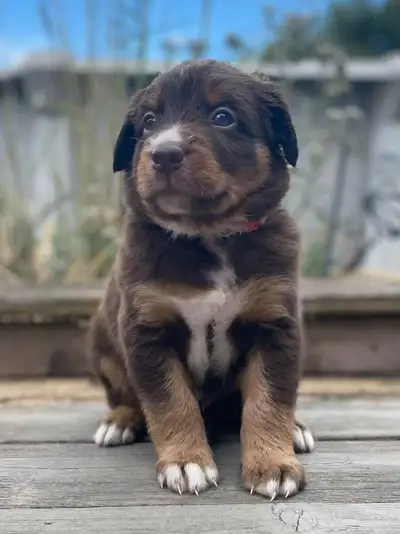 Registered Australian Shepherd Puppies, View more