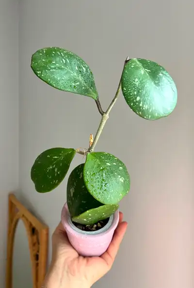 Hoya Obovata Splash Healthy Plant, View more