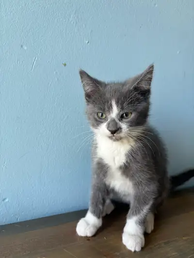 kittens ready now, View more