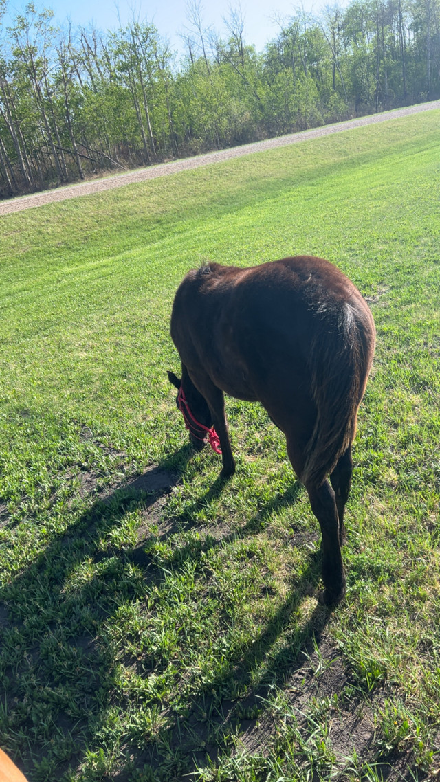 yearling quarter horse filly in Horses & Ponies for Rehoming in Regina