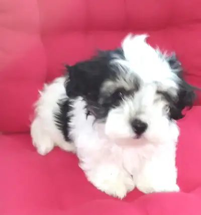 Gorgeous MalitPoo Puppies with Unique Markings! No two alike! Just Need You! They are so bright that...