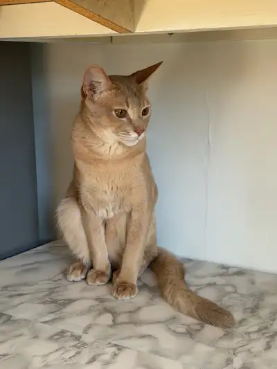 Kitten Abyssinian Chaton Abyssin a adopter, View more
