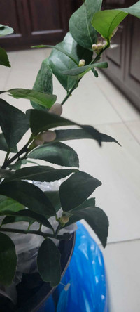 Large mature Lemon tree in blooming many flowers fruits coming