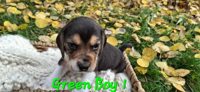 Beagle puppies for sale | Dogs & Puppies for Rehoming | Winnipeg | Free ...