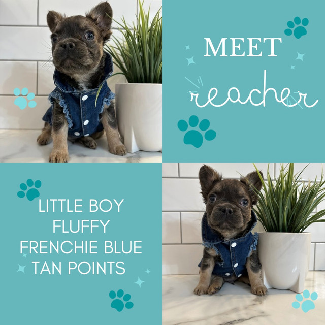 French bulldog ready to go CKC in Dogs & Puppies for Rehoming in City of Toronto - Image 2