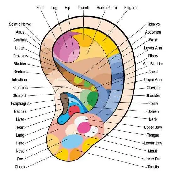 Reflexology Massage in Massage Services in Dartmouth - Image 3