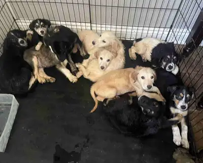 puppies for sale, View more