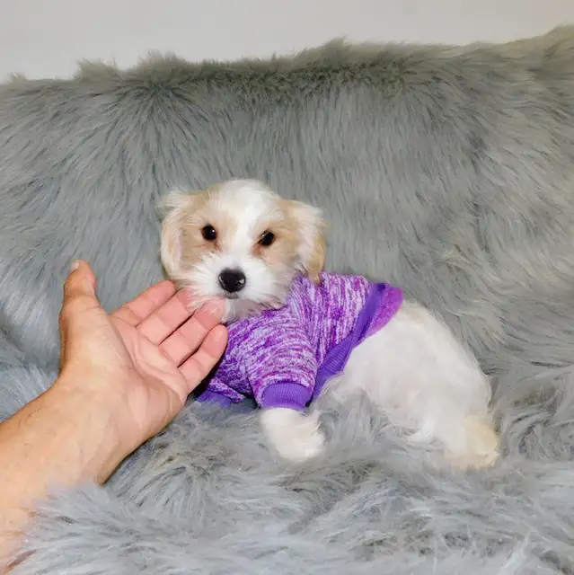 Chiot morkie male in Dogs & Puppies for Rehoming in City of Montréal - Image 6